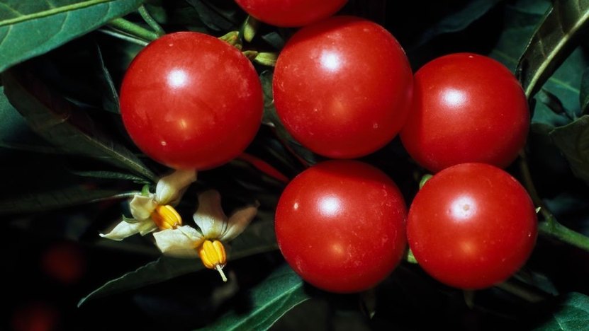 Jerusalem Cherry berries