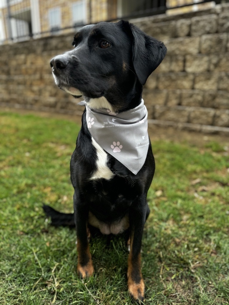Celebrate International Dog Day