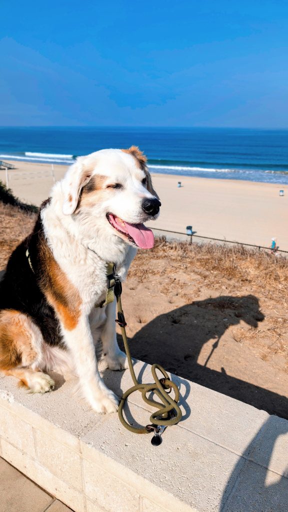 Our dog Robby at Miramar Park in Torrance