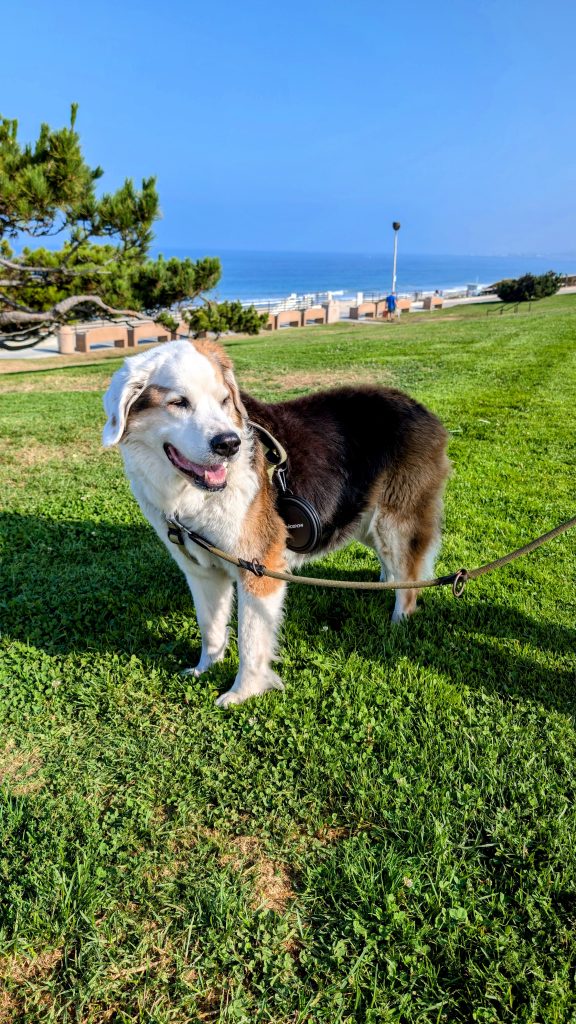 Our dog Robby at Miramar Park in Torrance