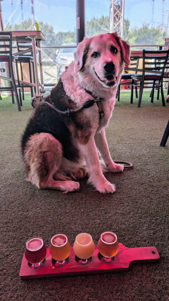 Our dog at Brews Hall in Torrance with beer flight in front of him