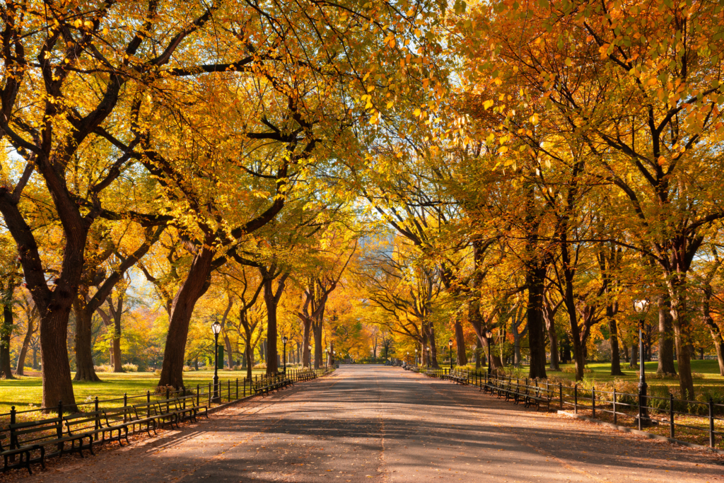 Central Park's Mall and Literary Walk lined by trees in fall colors - fall in New York