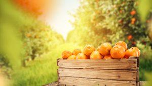 How to Plant and Grow Fruit Trees: Citrus, Stone Fruit, and More