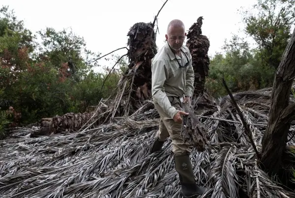 Weevils Are Coming—CA’s Date Industry is at Risk,Amelia Rodriguez
