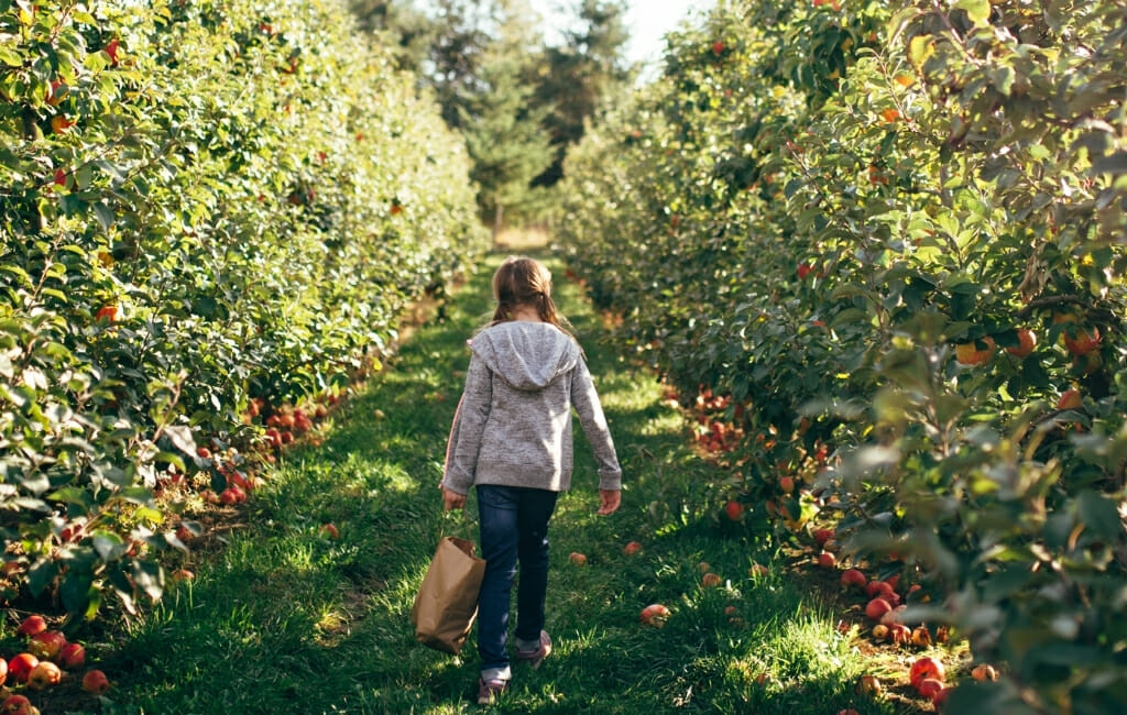 young girl walking through apple orchard with a bag of apples in her hand