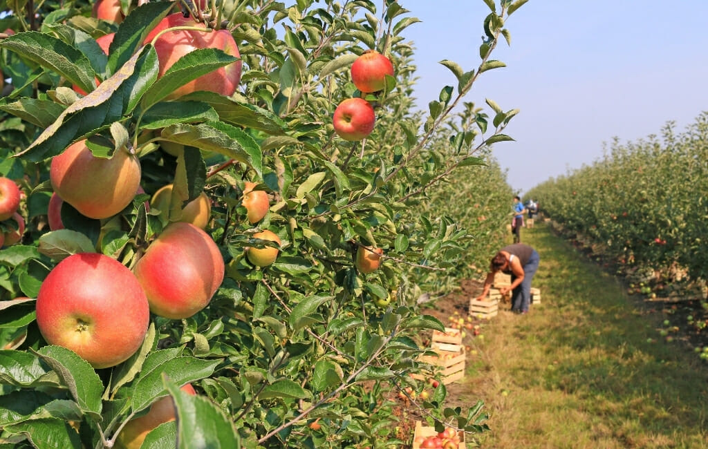 Apple Orchard with ripe apples and people picking apples in the background