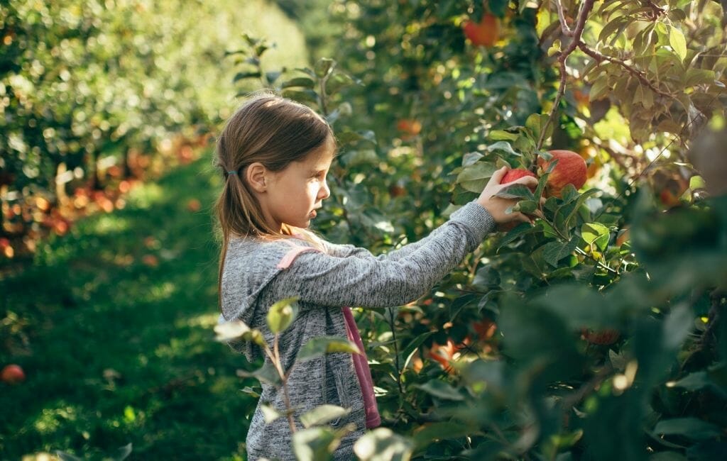 Young girl picking apples in Julian California