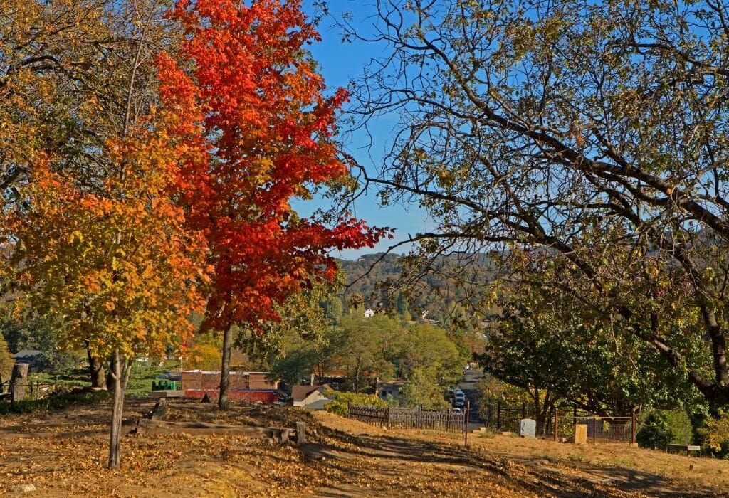 Fall in Julian California - Fall landscape with colorful trees during fall in Julian California