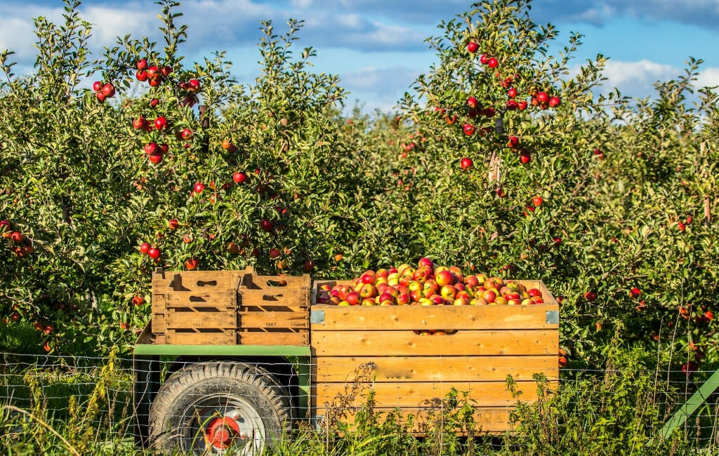 Tractor with boxes filled with apples in front of apple orchard on a sunny day with blue sky