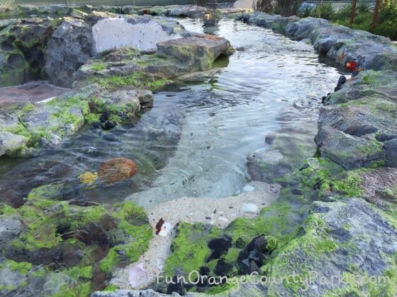 tidepool feature that looks just like a real tidepool at the beach