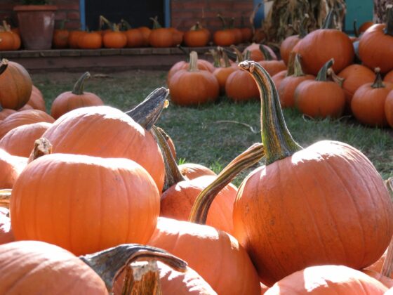 orange pumpkins at an October Halloween pumpkin patch