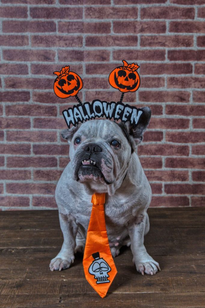 dog with halloween costume