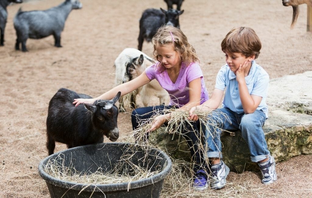 two kids petting a goat in a petting zoo