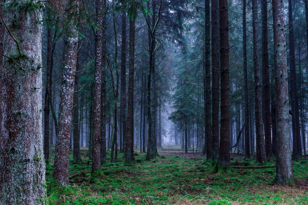 Dark creepy forest trail with tall trees and thin fog