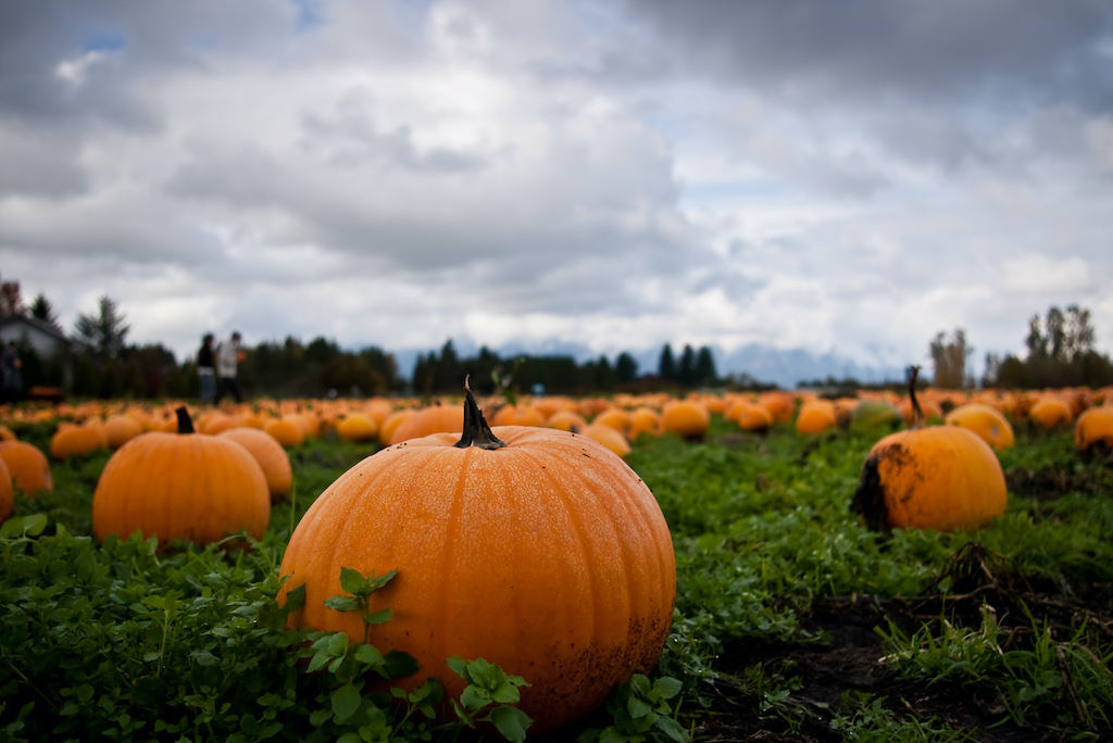 Pumpkin Patch with low perspective