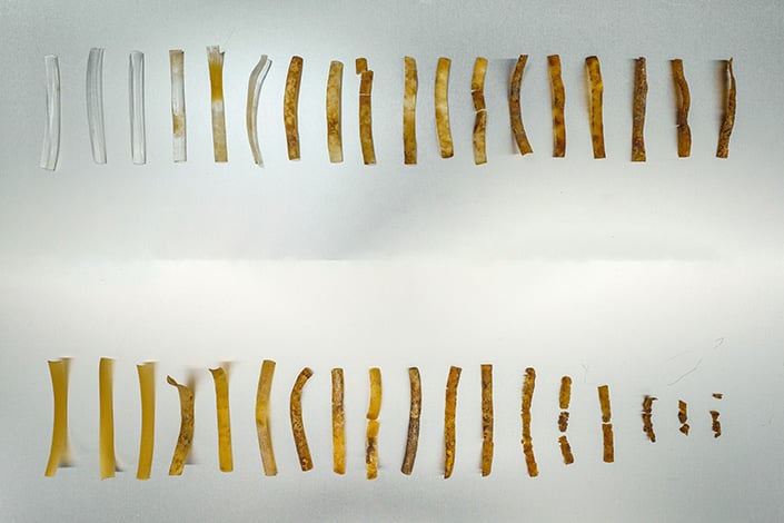 UCSD Develops Plastic-Eating Bacteria to Eliminate Pollution,Cole Novak
