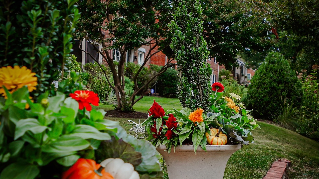 'Like adding art to a room': Local startup offers container garden design services 9 gilded lily 1