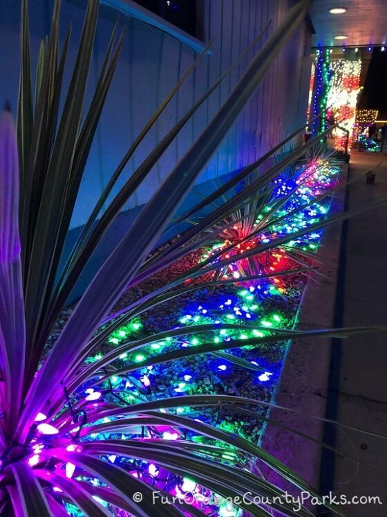 dana point harbor holiday lights in planter bed