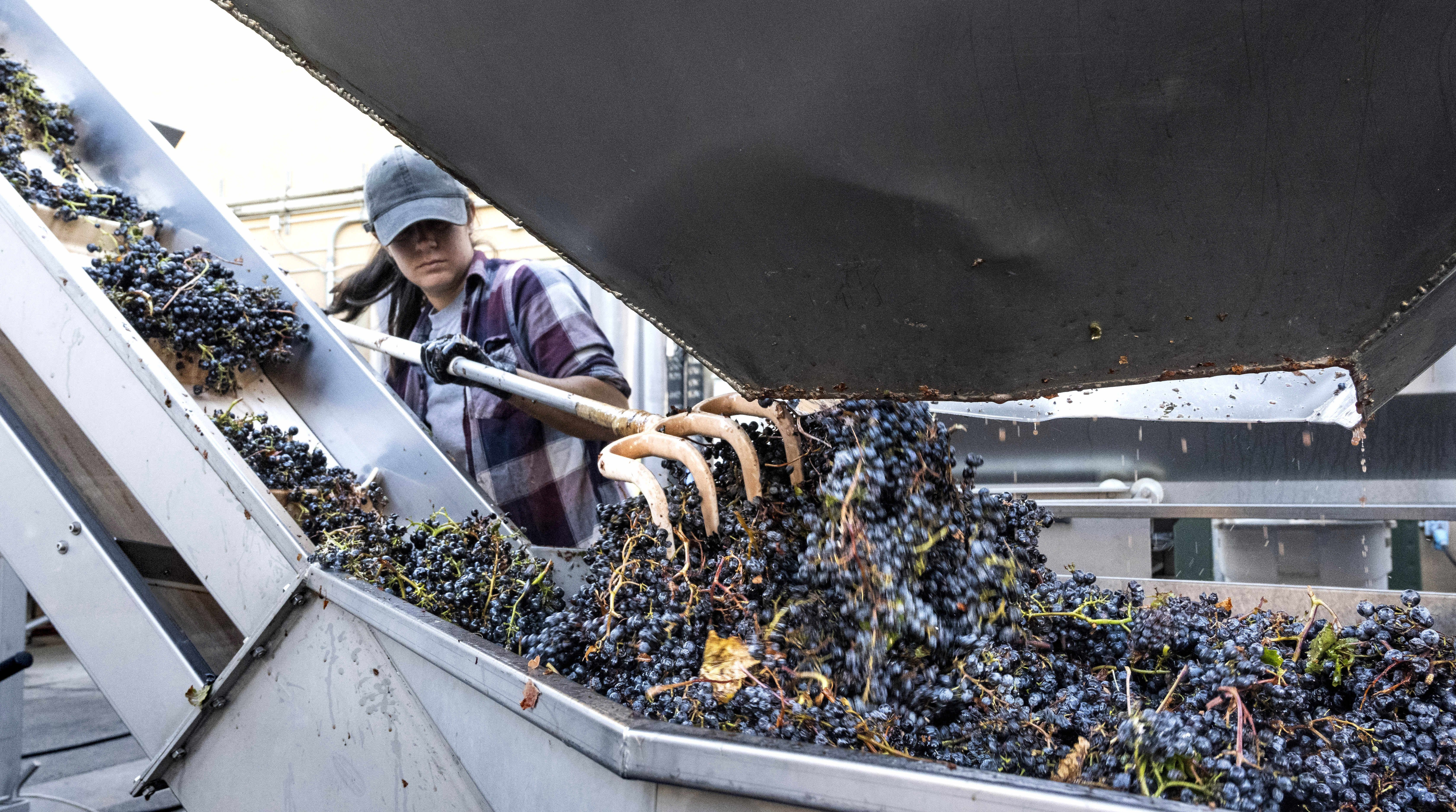 Cellar hand Natalie Price works the press at Wilson Creek...