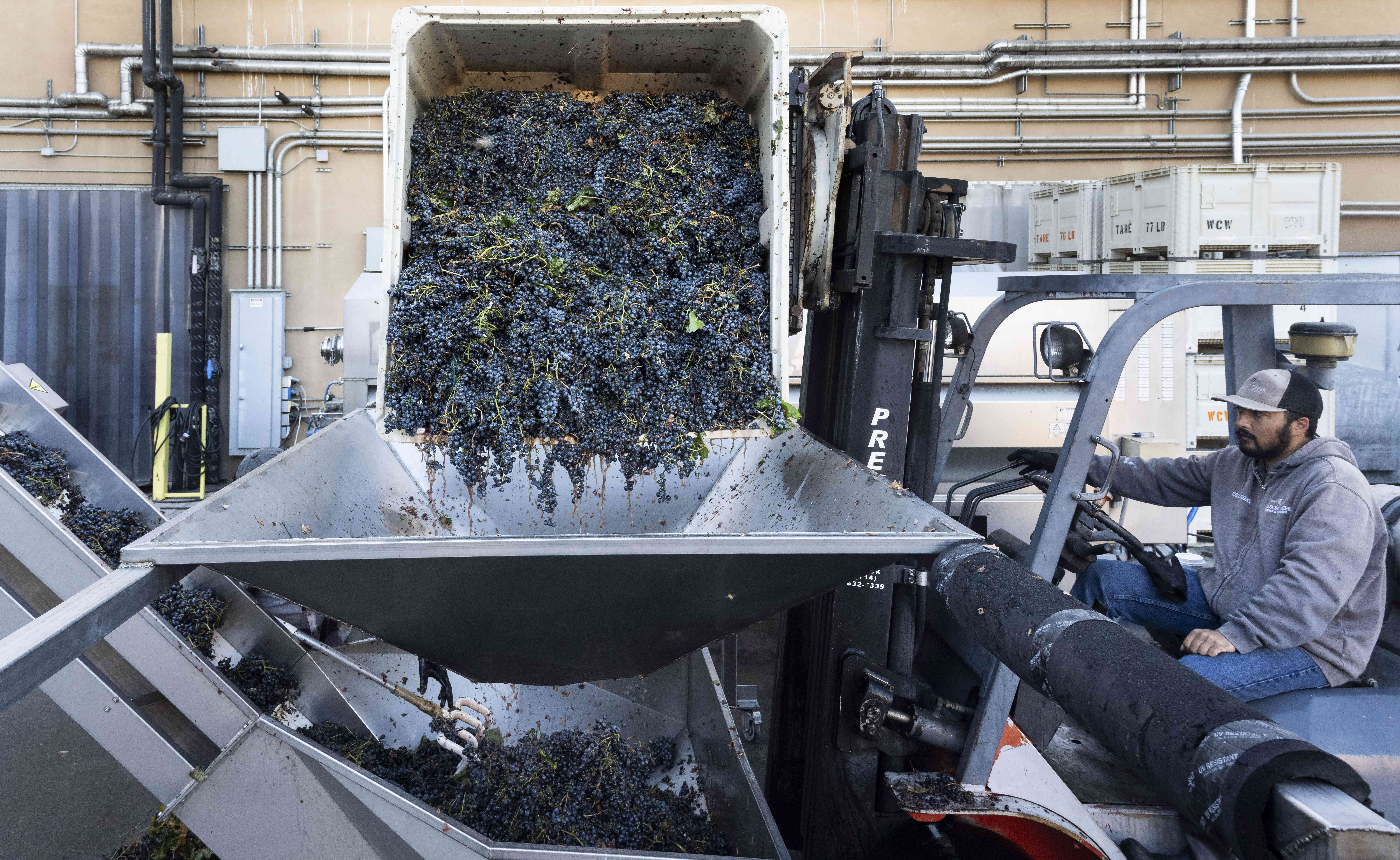 Malbec grapes are pressed at Wilson Creek Winery in Temecula, CA on Wednesday, Oct. 23, 2024. (Photo by Paul Bersebach, Orange County Register/SCNG)