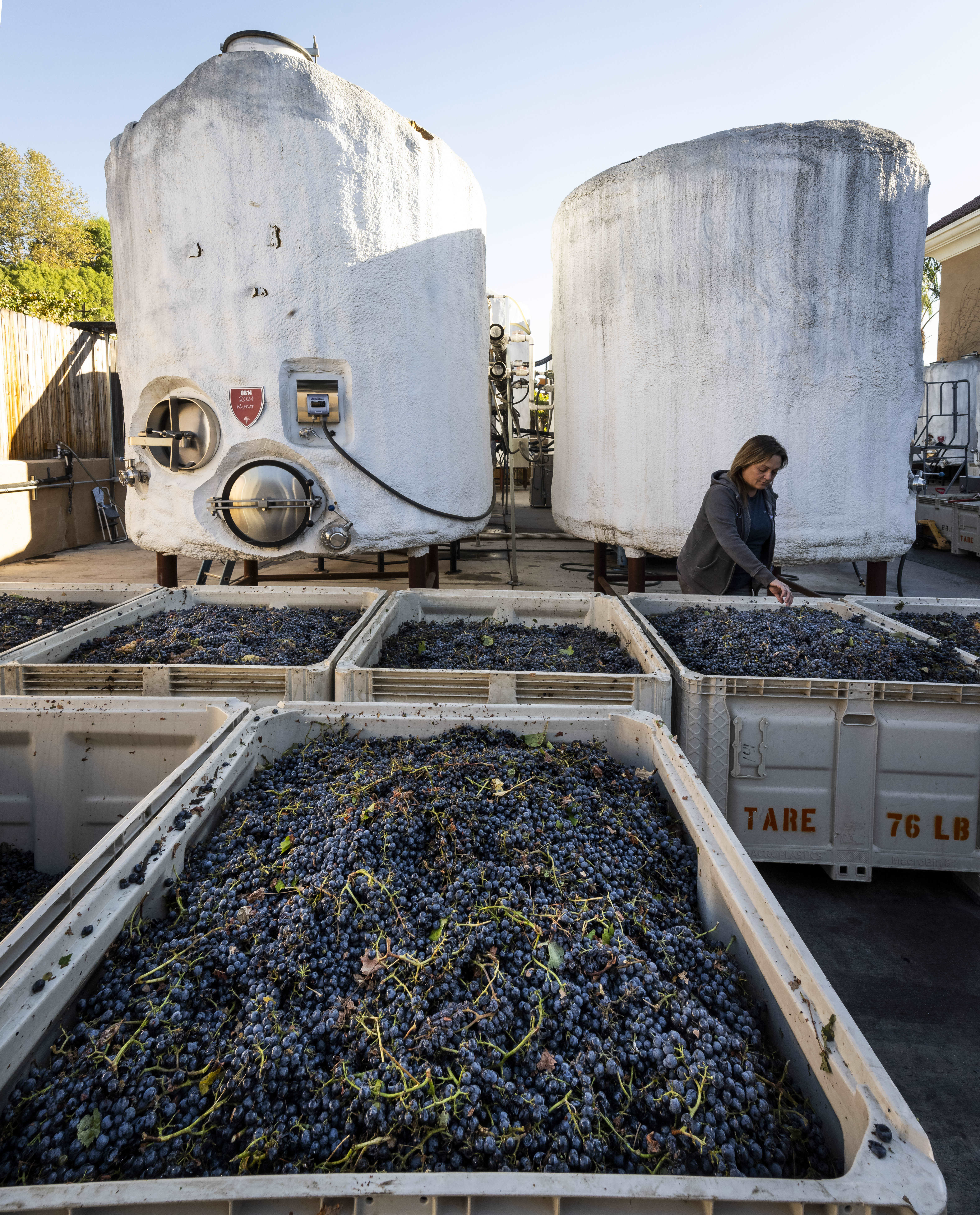 Winemaker Kristina Filippi inspects Malbec grapes at Wilson Creek Winery...