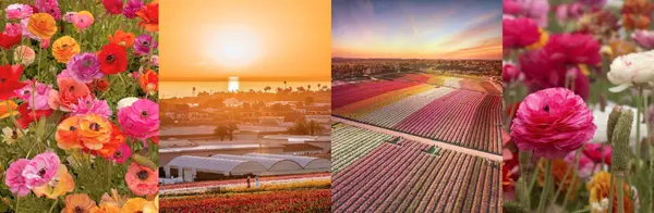 Flower Fields at Carlsbad Ranch Adds  Pop of Color to Black Friday with AnyTime Ticket Promo