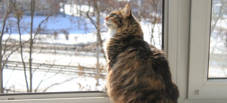 A cat sitting in front of the window