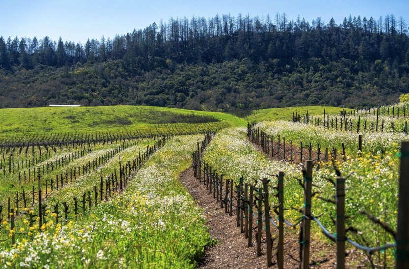 There are more than 20 acres of Cabernet Sauvignon, four acres of Malbec, and additional plots of Petit Verdot, Petit Syrah, and Merlot.