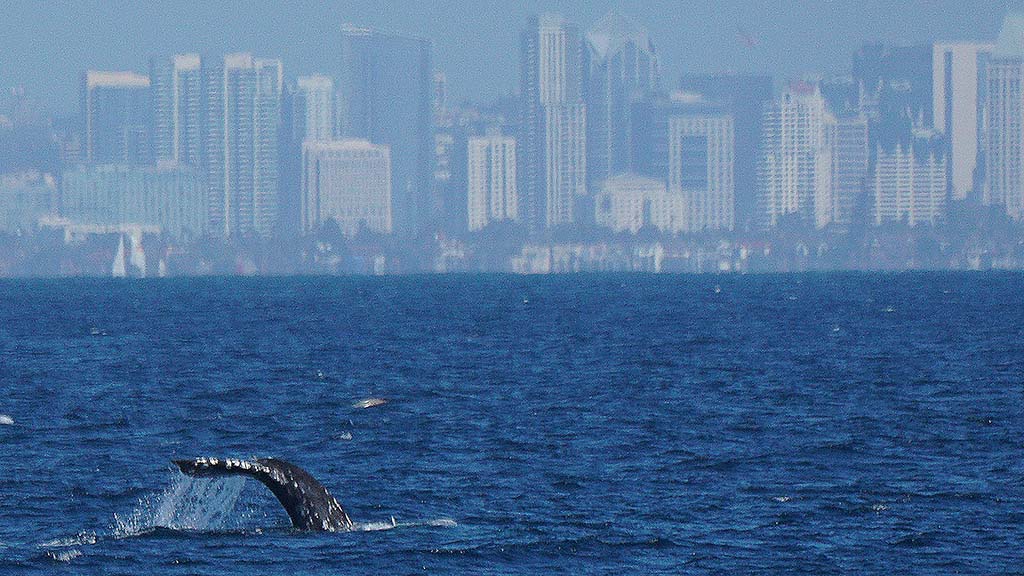 Thousands of gray whales continue with their annual 10,000- mile migration along the Pacific Coast.