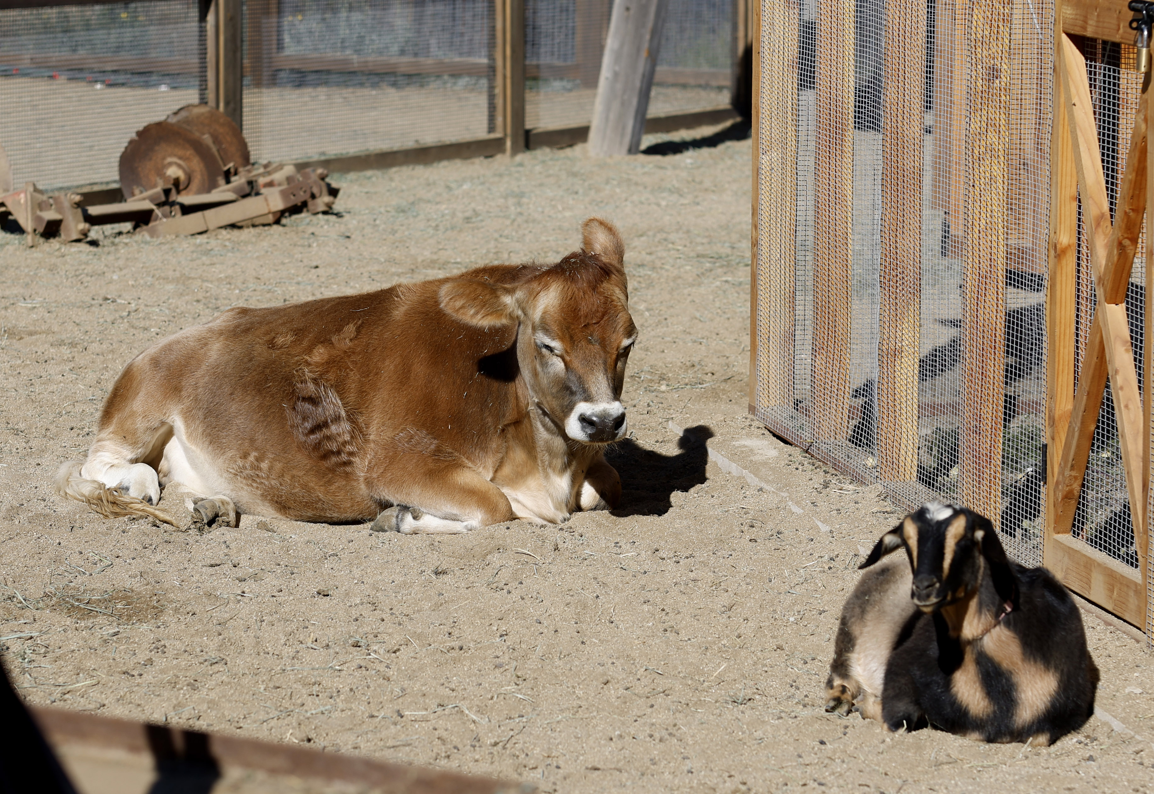 Bonnet, a miniature jersey cow among the animals at The...