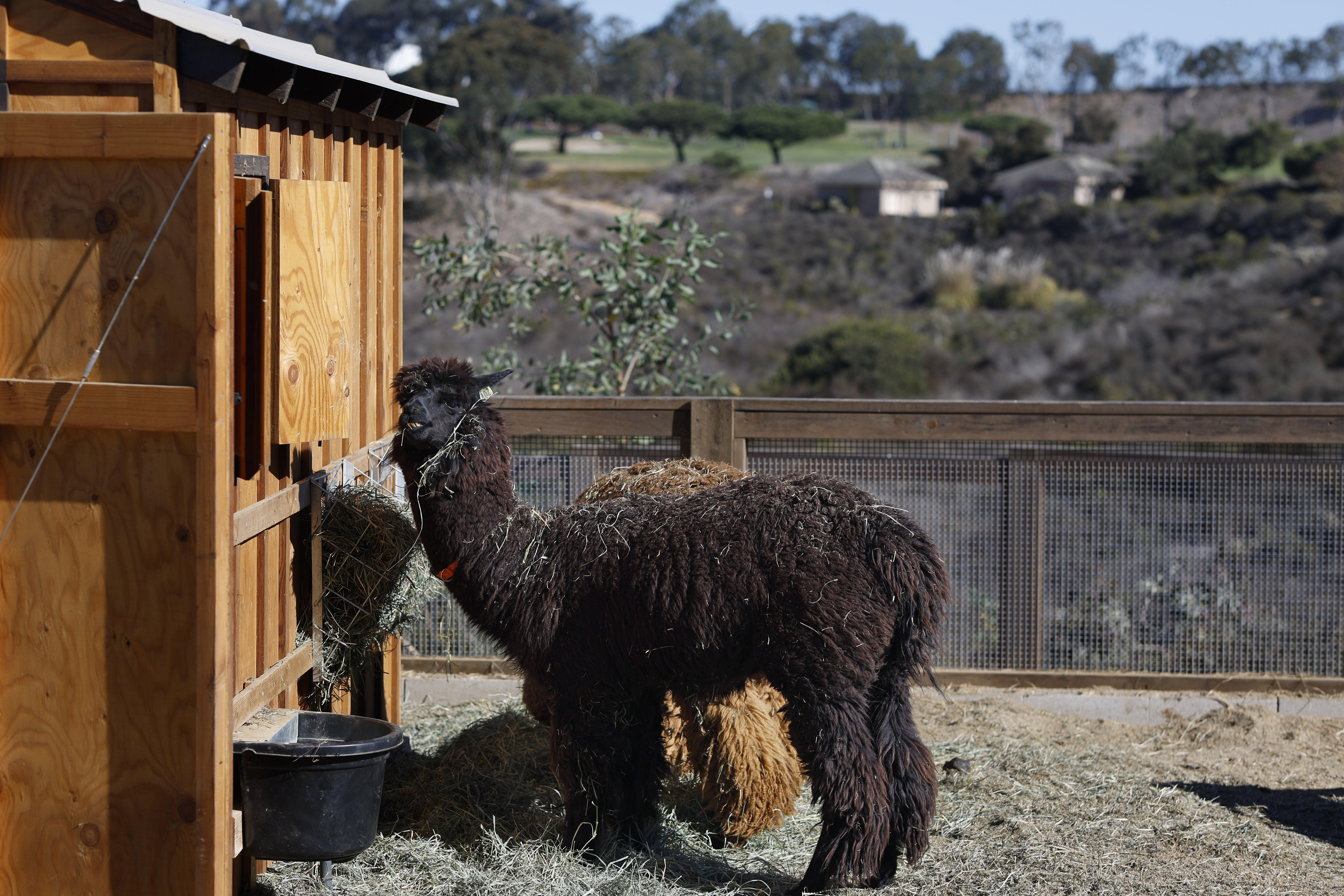 Alpacas are among the animals at The Farm in Fox...