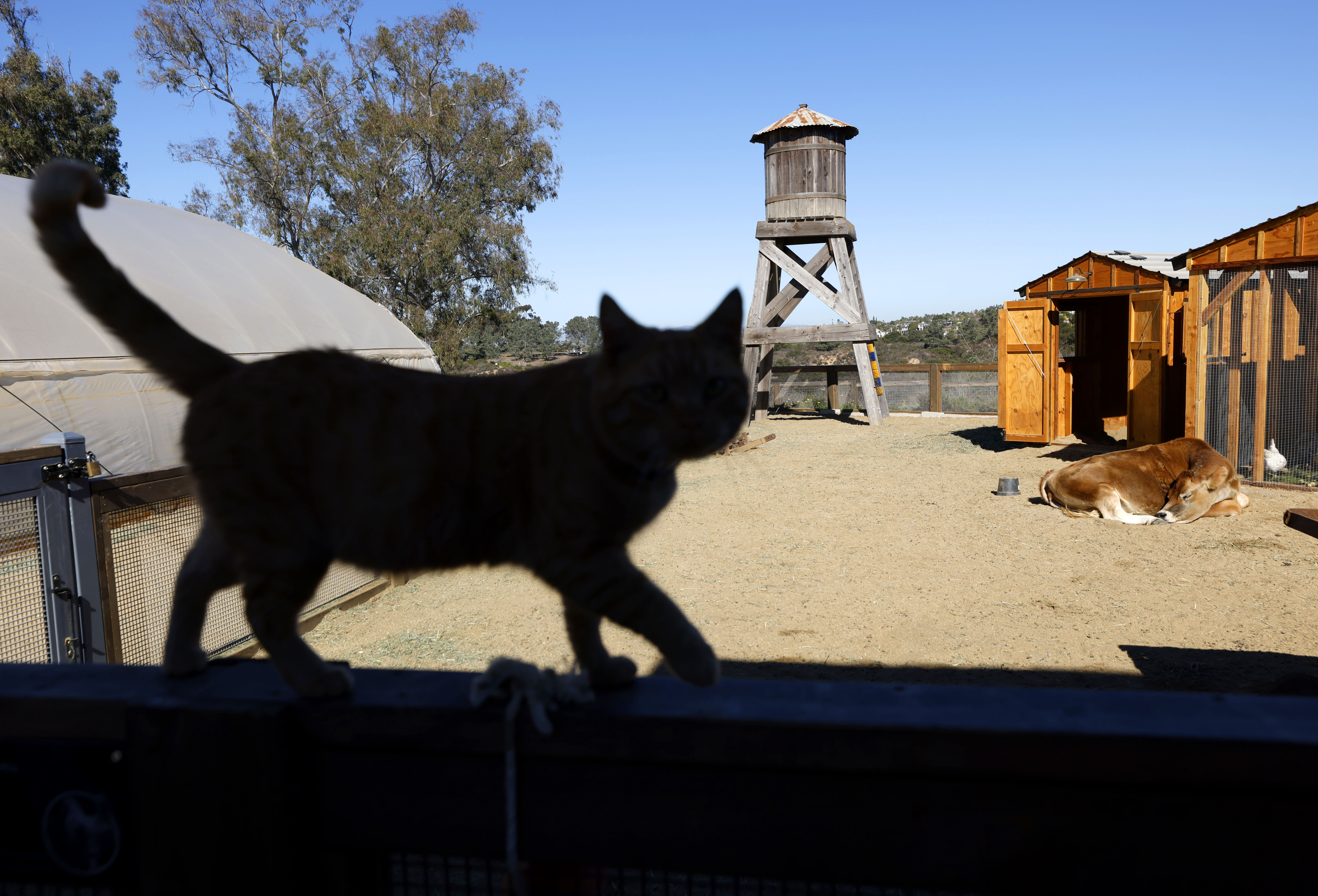 A variety of animals live at The Farm in Fox...