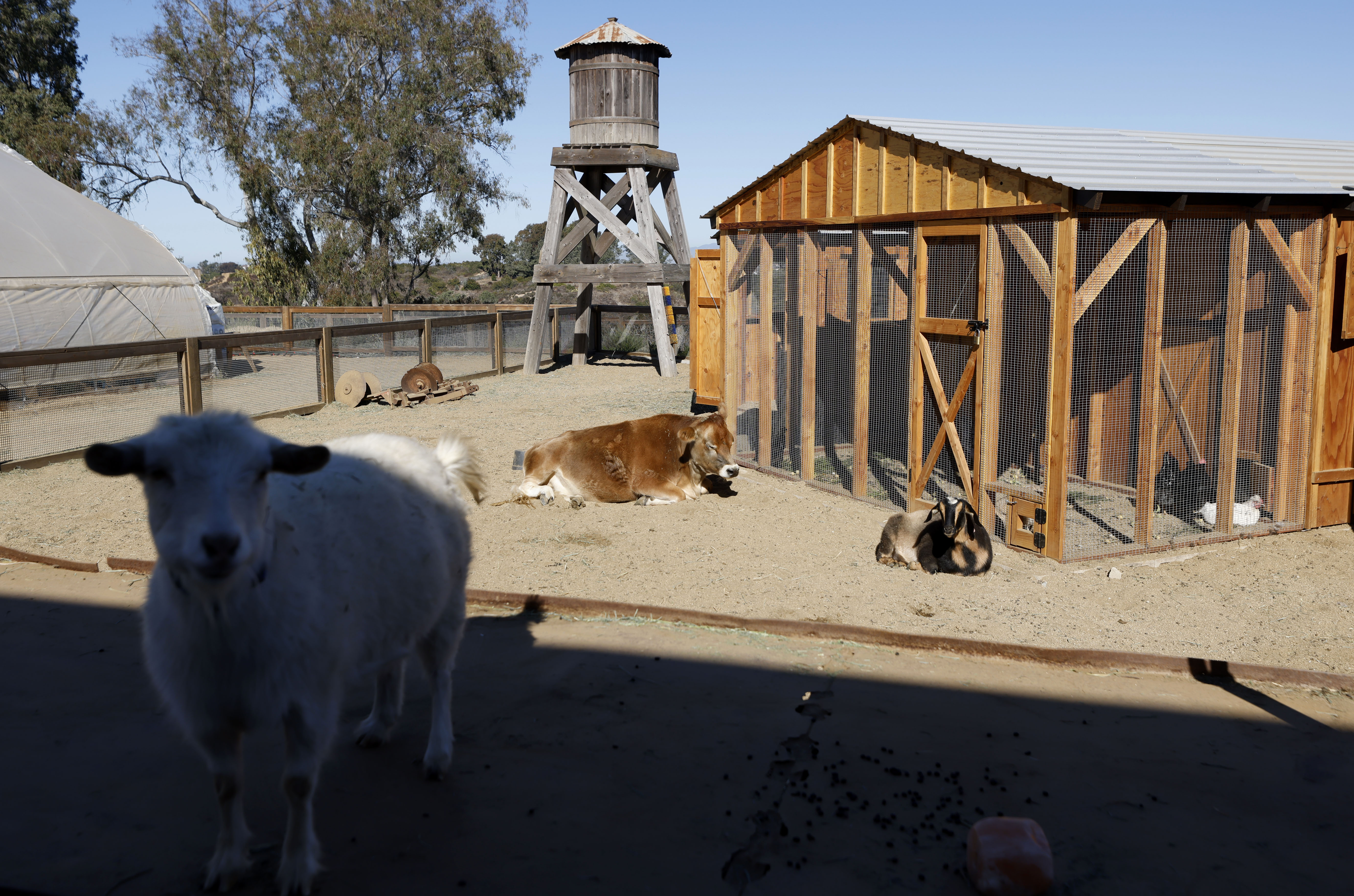 A variety of animals live at The Farm in Fox...