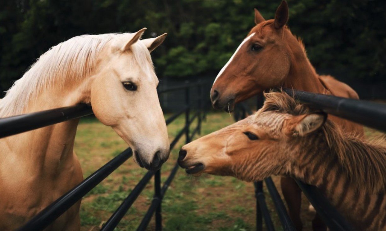 Horses, as well as the golden "Zorse" (zebra/horse are big hits at the Aspen Hope Ranch.