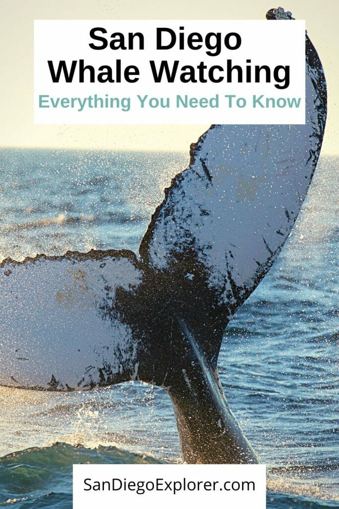 San Diego Whale Watching Tours - Tips for Whale Watching in San Diego - Whale Watching Season San Diego - Here is everything you need to know about Whale Watching in San Diego. including the best tours, what to pack for whale watching, and our best tips from a San Diego local. This is one of San Diego attractions and best things to do in san diego #sandiego #whalewatching #socal #travel #traveltips #california #visitsandiego #nature #boattrip #boating #whales #animals #mammals #sandiegoexplorer