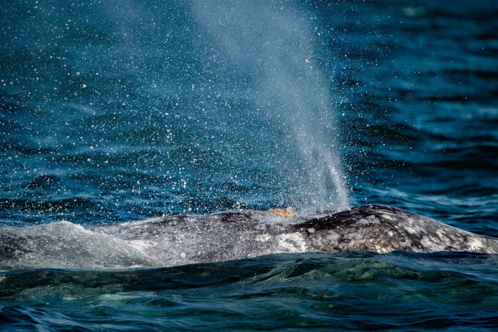 grey whale blowing air and water through nose travelling pacific ocean