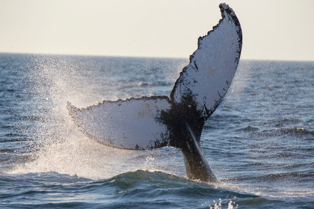 Tail of a humpback whale breaching out of the water