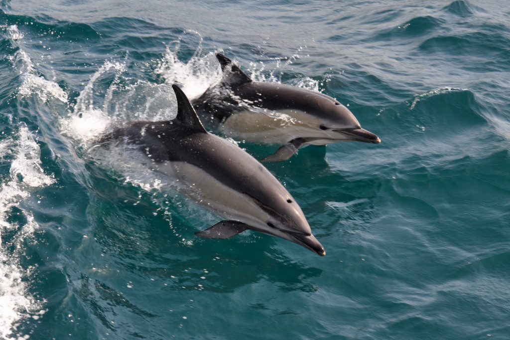 Common dolphins jumping in the waves