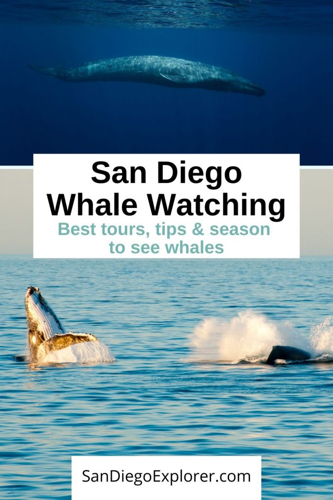 San Diego Whale Watching Tours - Tips for Whale Watching in San Diego - Whale Watching Season San Diego - Here is everything you need to know about Whale Watching in San Diego. including the best tours, what to pack for whale watching, and our best tips from a San Diego local. This is one of San Diego attractions and best things to do in san diego #sandiego #whalewatching #socal #travel #traveltips #california #visitsandiego #nature #boattrip #boating #whales #animals #mammals #sandiegoexplorer