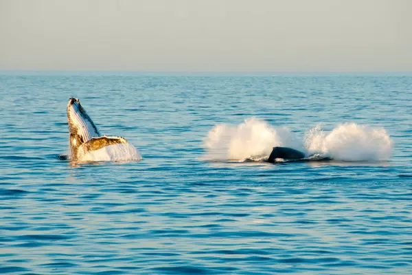 feature image of San Diego Whale Watching &amp;#8211; Best Tours, Season &amp;#038; Tips [2025]