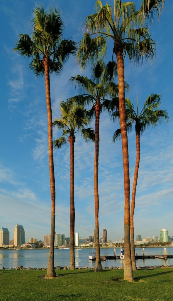 Palm trees standing tall against the water and them skyline in the background