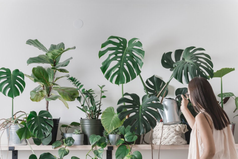 Girl waters array of leafy green indoor plants