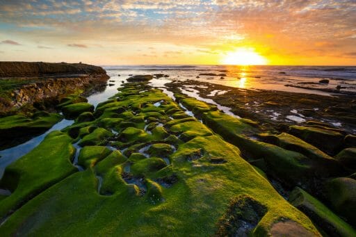 The sunsets over the waters of the La Jolla coves and the green ocean moss on the ground