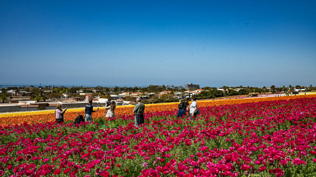 People taking selfies in the carlsbad flower fields