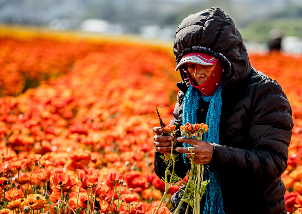 Worker at the orange flower fields