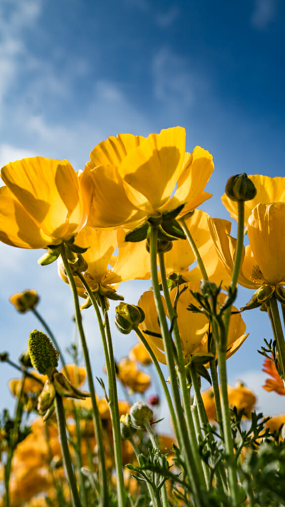 yellow flowers from the frog perspective with blue sky above