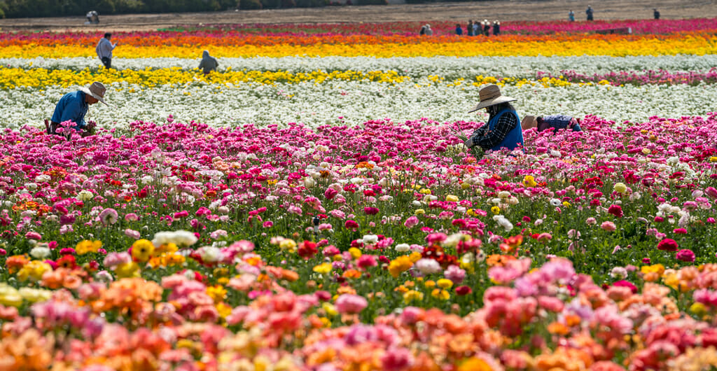 rows of different colored Giant Tecolote Ranunculus flower and flower workers in between rows