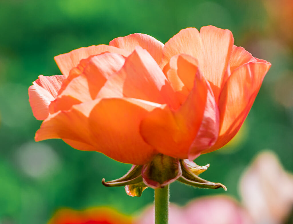 orange Giant Tecolote Ranunculus flower with green 