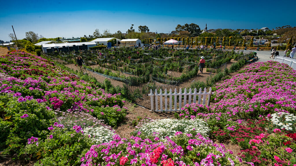 Sweat Pea Maze and blooming flowerbeds at the Flower fields in Carlsbad