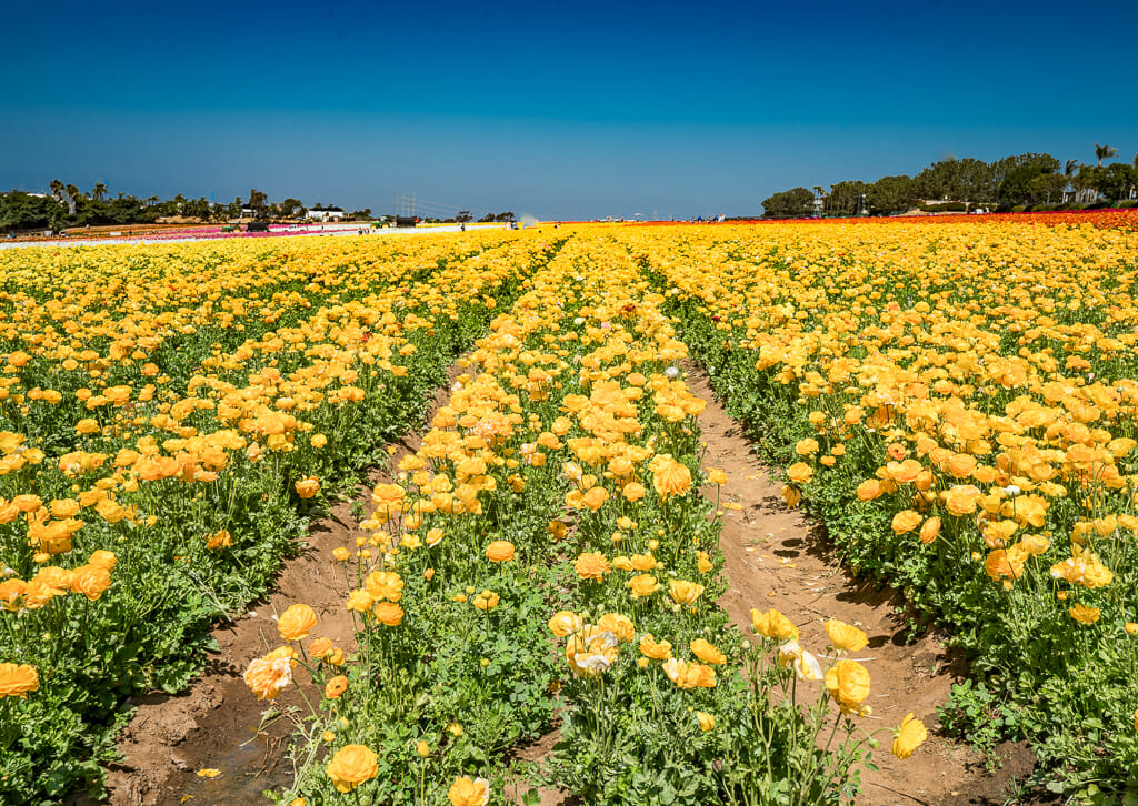 rows of yellow Giant Tecolote Ranunculus flower